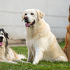 Can Adult Dogs Eat Puppy Dog Food? Understanding the Nutritional Needs of Our Canine Companions