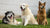 Can Adult Dogs Eat Puppy Dog Food? Understanding the Nutritional Needs of Our Canine Companions