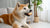 Can Adult Dogs Eat Puppy Dry Food? Understanding the Nutritional Needs of Dogs at Different Life Stages