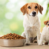 Can Adult Dogs Eat Puppy Food? Understanding Nutritional Needs Across Life Stages