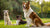 Can Adult Dogs Eat Puppy Kibble? Understanding the Nutritional Needs of Your Canine Companion