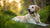 Can Adult Dogs Eat Senior Dog Food? A Comprehensive Guide