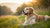 Can Adult Dogs Eat Senior Food? Understanding the Nutrition Transition for Your Canine Companion