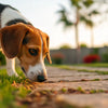 Can Adult Dogs Have Puppy Food? Navigating the Nutritional Needs of Your Canine Companion