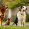 Can Adult Dogs Safely Eat Puppy Food? Understanding the Nutritional Needs of Dogs at Different Life Stages