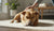 Can Aggressive Behavior Be Cured in Dogs? Understanding the Path to Better Canine Behavior-141422952687