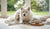 Can Allergies Affect Dog Behavior? Understanding the Connection-141422985455