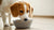 Can an 8 Month Old Dog Eat Adult Food? Understanding Nutritional Needs During Transition-140296880367