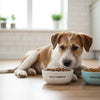 Can an 8 Month Old Puppy Eat Adult Dog Food: Understanding the Transition
