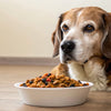 Can an Old Dog Eat Puppy Food? Understanding Your Dog's Nutritional Needs