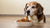 Can an Old Dog Eat Puppy Food? Understanding Your Dog's Nutritional Needs