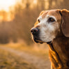 Can an Older Dog Eat Puppy Food? Understanding Your Dog's Nutritional Needs