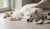 Can Antibiotics Affect a Dog's Behavior? Understanding the Connection-141422821615