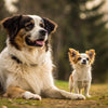 Can Big Dogs Eat Small Breed Dog Food? What You Need to Know