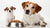 Can Big Dogs Eat Small Breed Food? A Comprehensive Guide to Dog Nutrition-140410388719
