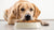 Can Big Dogs Eat Small Kibble? Understanding Dog Nutrition for Optimal Health