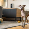 Can Bully Sticks Cause Diarrhea? Understanding the Risks and Benefits of This Popular Dog Treat