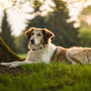 Can Cancer Cause Weight Gain in Dogs? Understanding the Connection