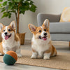 Can Canned Dog Food Be Frozen? What Every Dog Owner Needs to Know About Freezing Pet Food