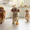 Can Canned Dog Food Be Left Out? What Every Dog Owner Should Know