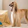 Can Canned Dog Food Be Left Out Overnight? What Every Dog Owner Should Know