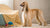 Can Canned Dog Food Be Left Out Overnight? What Every Dog Owner Should Know