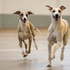 Can Canned Dog Food Cause Diarrhea? Understanding the Link Between Wet Food and Your Dog’s Digestive Health