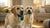 Can Canned Dog Food Go Bad in Heat? What Every Dog Owner Should Know