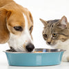 Can Cats and Dogs Drink from the Same Water Bowl? Insights for Pet Owners