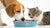 Can Cats and Dogs Drink from the Same Water Bowl? Insights for Pet Owners