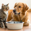 Can Cats and Dogs Share a Water Bowl? A Comprehensive Guide for Pet Owners
