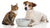 Can Cats and Dogs Share a Water Bowl? Understanding the Dynamics of Hydration-140794233071