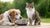 Can Cats and Dogs Share the Same Water Bowl? Here's What You Need to Know!