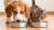 Can Cats and Dogs Share Water Bowls: A Comprehensive Guide to Pet Hydration-140794200303