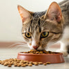 Can Cats Eat Dog Food Dry? Understanding Your Feline's Nutritional Needs