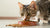 Can Cats Eat Dog Food Dry? Understanding Your Feline's Nutritional Needs