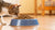 Can Cats Eat Dog Kibble? Understanding Feline Nutrition and Safety