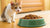Can Cats Eat Dry Dog Food? Understanding the Risks and Nutritional Needs
