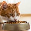 Can Cats Have Dog Kibble? Understanding the Nutritional Needs of Our Feline Friends