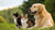 Can Cats Pick Up Dog Behaviors? Understanding Feline Canine Traits