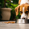 Can Changing Dog Food Cause Allergies?