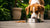 Can Changing Dog Food Cause Allergies?