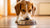 Can Changing Dog Food Change Behavior? Understanding the Link Between Diet and Canine Behavior