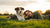 Can Changing My Dog's Food Cause Skin Allergies? Understanding Your Pup's Needs-141222314223