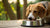 Can Chicken Fat in Dog Food Cause Allergies? Understanding the Link for Pet Owners-141044252911