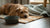 Can Dog Dental Chews Cause Diarrhea? Understanding the Risks and Benefits