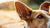 Can Dog Food Allergies Cause Ear Infections? Understanding the Connection