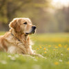 Can Dog Food Allergies Cause Hair Loss? Understanding the Connection Between Nutrition and Canine Coat Health