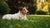 Can Dog Food Allergy Cause Coughing? Understanding Your Pup's Health-141220544751