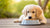 Can Dog Food Cause Allergies? Understanding Canine Food Allergies and Intolerances